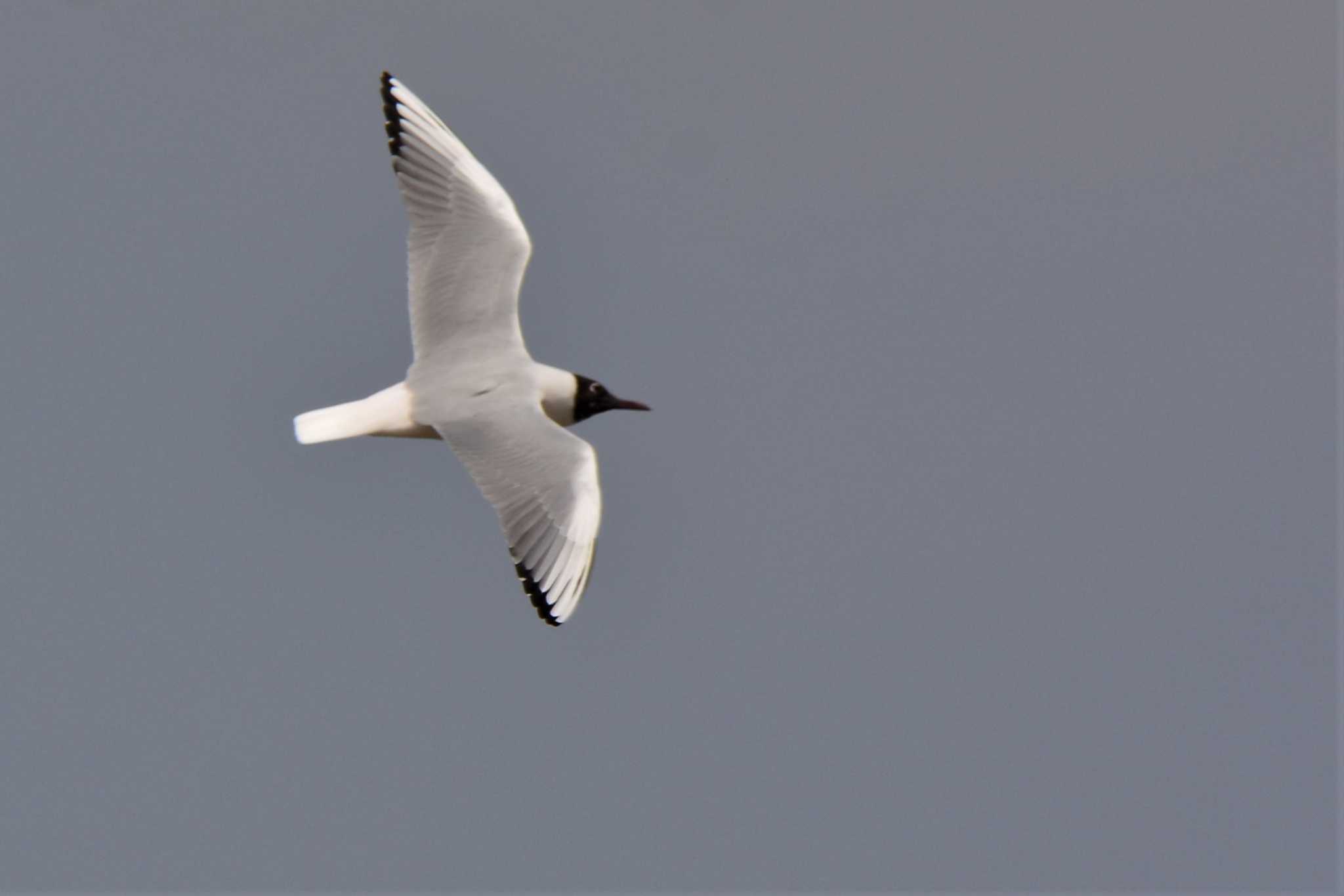 Black-headed Gull