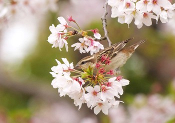 ニュウナイスズメ 鴻巣市 2021年4月4日(日)