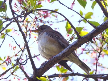 Pale Thrush Osaka castle park Wed, 4/7/2021