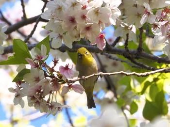 Warbling White-eye Osaka castle park Wed, 4/7/2021