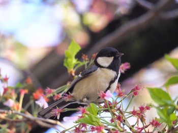 Japanese Tit Osaka castle park Wed, 4/7/2021