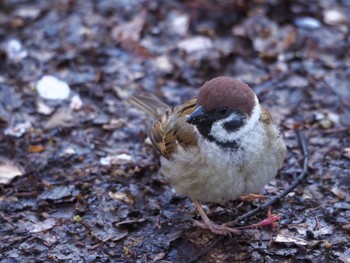 Eurasian Tree Sparrow Osaka castle park Wed, 4/7/2021