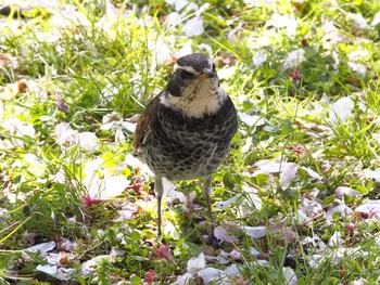 Dusky Thrush Osaka castle park Wed, 4/7/2021