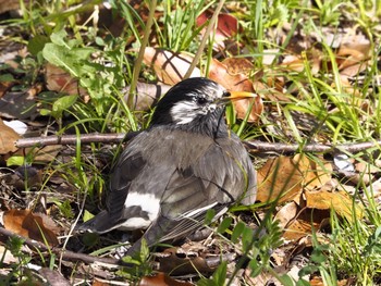 White-cheeked Starling Osaka castle park Wed, 4/7/2021