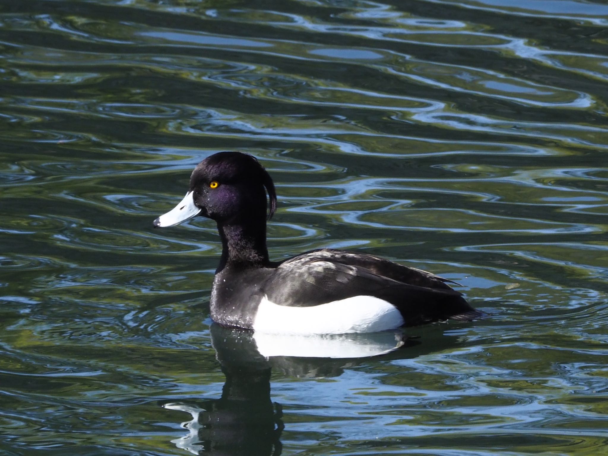 大阪城公園 キンクロハジロの写真 by zebrafinch11221