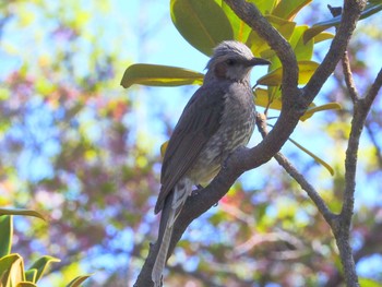 Brown-eared Bulbul Osaka castle park Wed, 4/7/2021