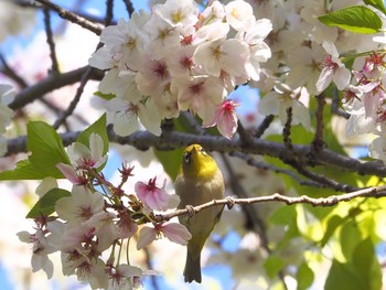 Warbling White-eye Osaka castle park Wed, 4/7/2021