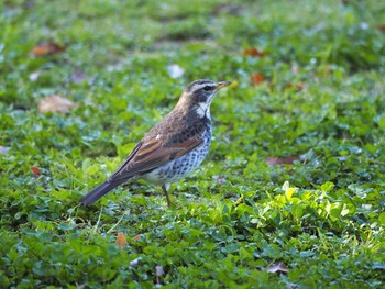 Dusky Thrush Osaka castle park Wed, 4/7/2021