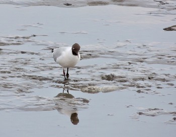 ユリカモメ 葛西臨海公園 2021年4月2日(金)