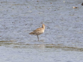 ホウロクシギ 葛西臨海公園 2021年4月3日(土)