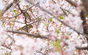 マヒワ 鴻巣市 2021年4月4日(日)