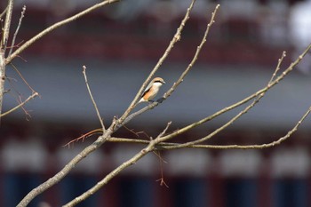 モズ 平城宮跡 2016年4月2日(土)