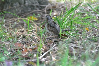 アリスイ 平城宮跡 2016年4月2日(土)