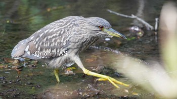 Black-crowned Night Heron 東京都多摩地域 Tue, 3/23/2021