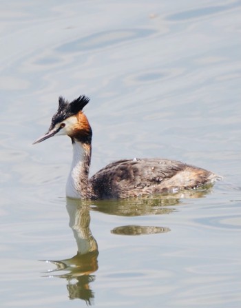 Great Crested Grebe Kasai Rinkai Park Sat, 4/3/2021