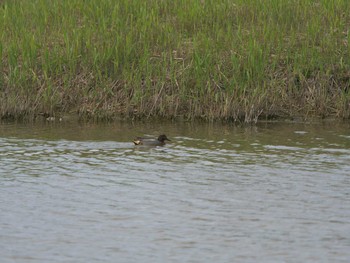 Eurasian Teal Shinjiko Green Park Tue, 4/6/2021