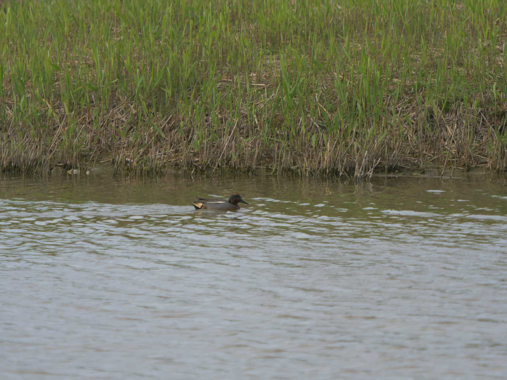 Photo of Eurasian Teal at Shinjiko Green Park by ひらも