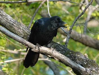 Carrion Crow さいたま市 Wed, 4/7/2021