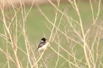 Amur Stonechat 十勝地方 エコロジーパーク ととろーど Wed, 4/7/2021