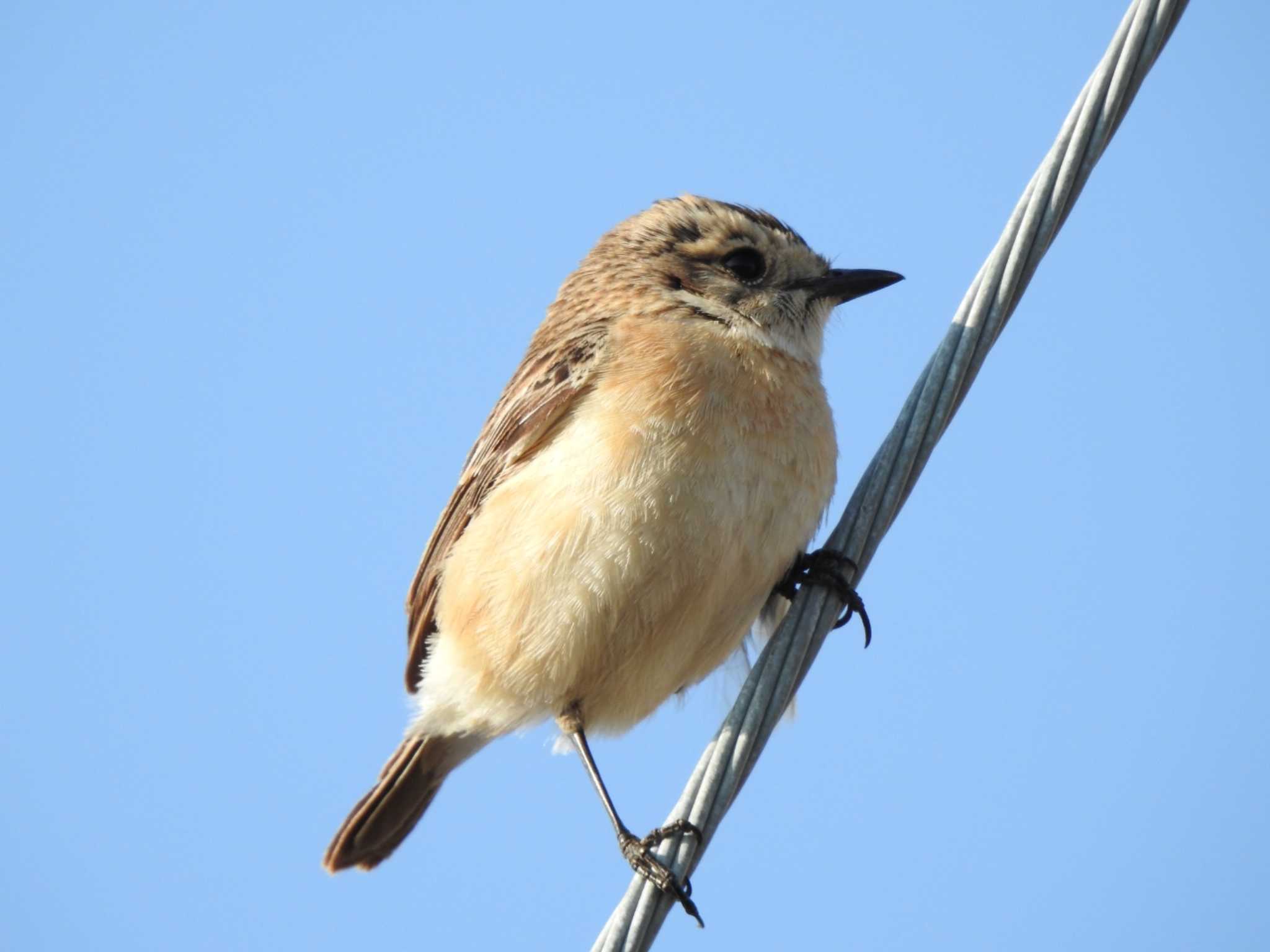 Amur Stonechat