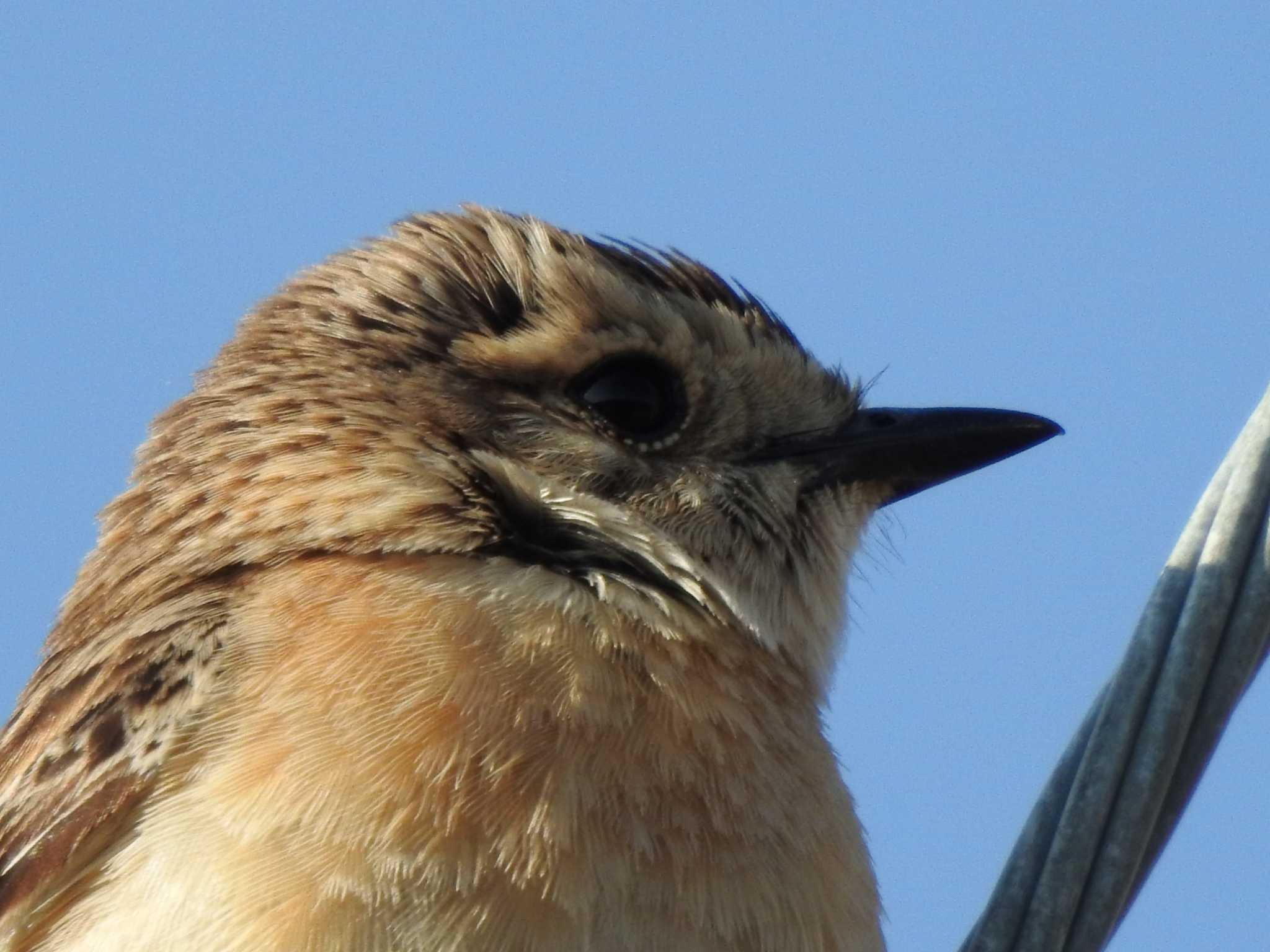 Amur Stonechat