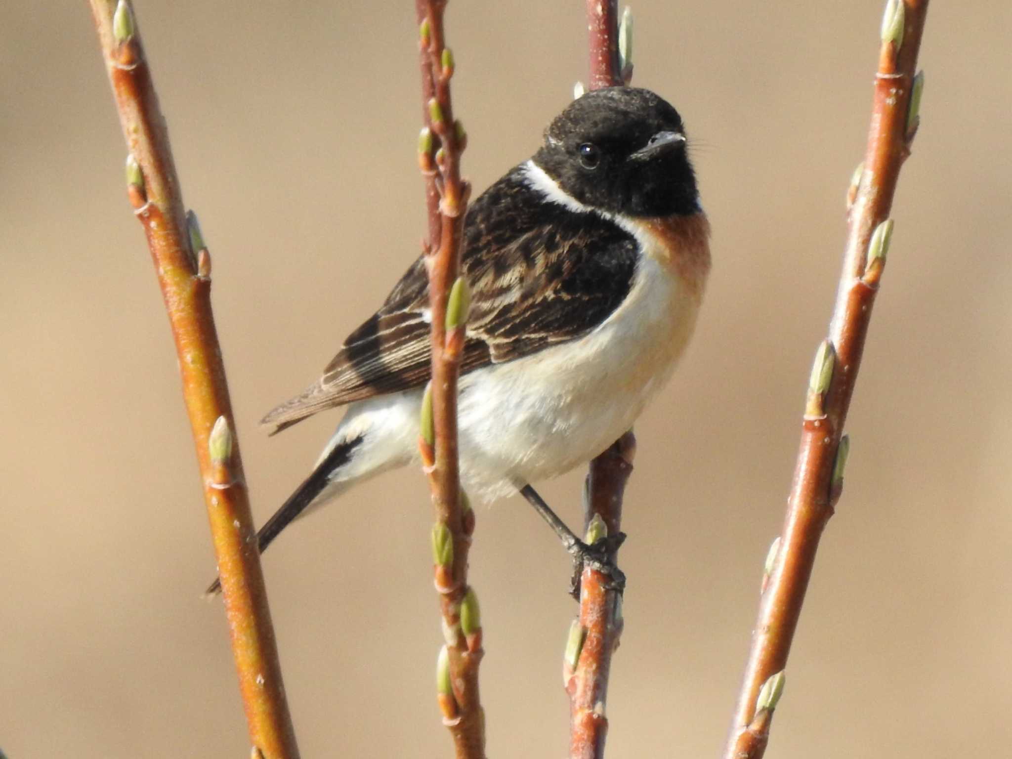 Amur Stonechat