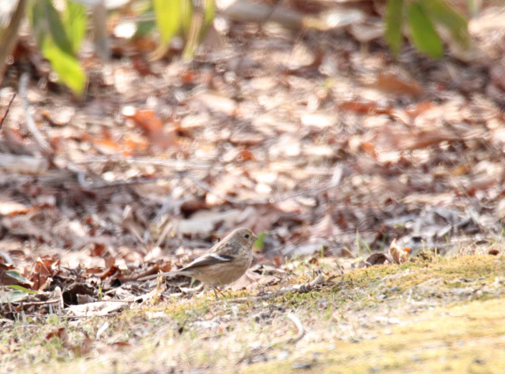 Siberian Long-tailed Rosefinch