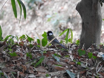 シジュウカラ 川崎市　東高根森林公園 2017年2月18日(土)