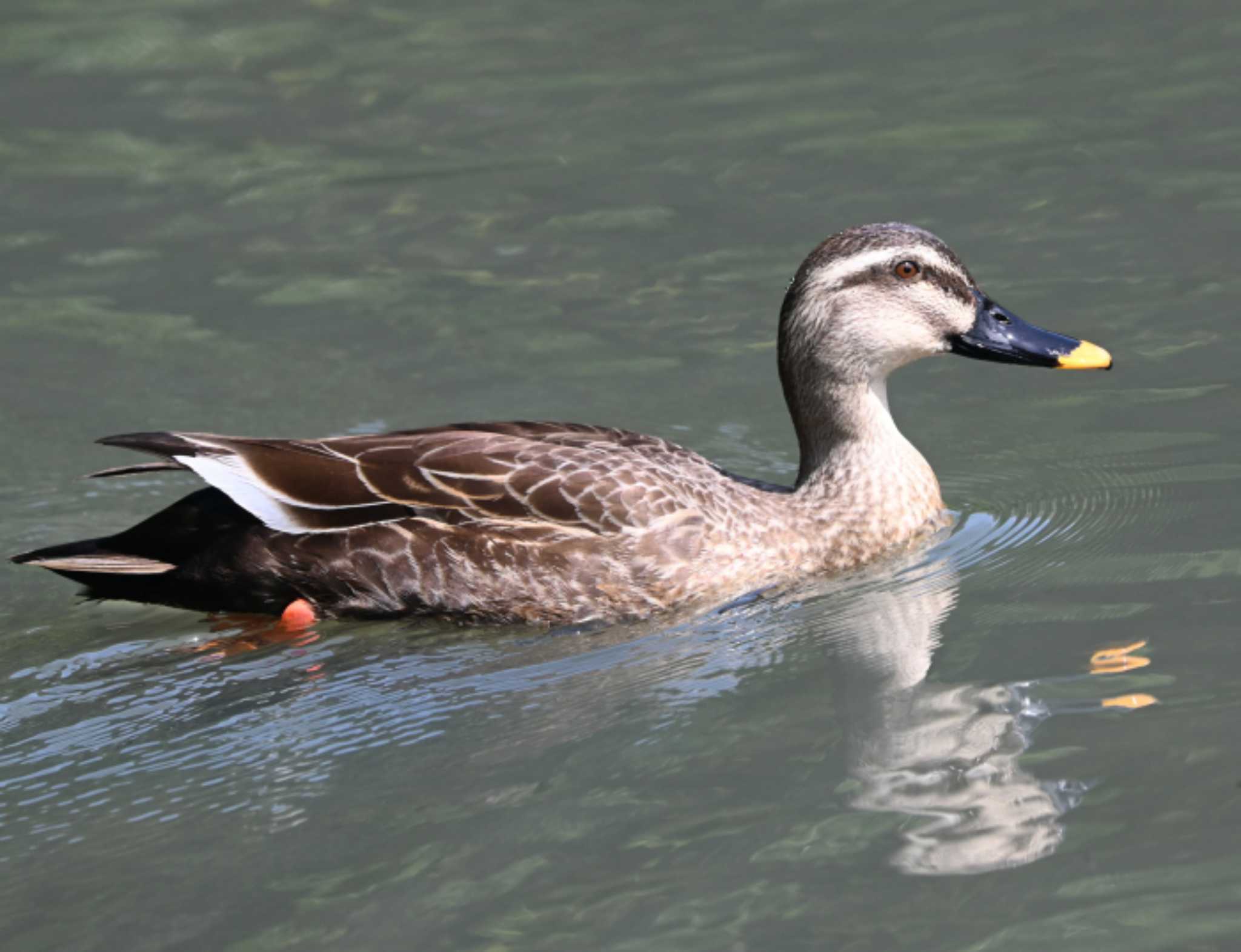 根岸森林公園(横浜市) カルガモの写真 by Biker