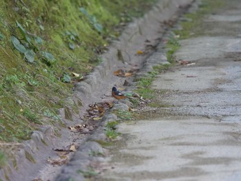 Daurian Redstart Matsue Castle Mon, 3/15/2021