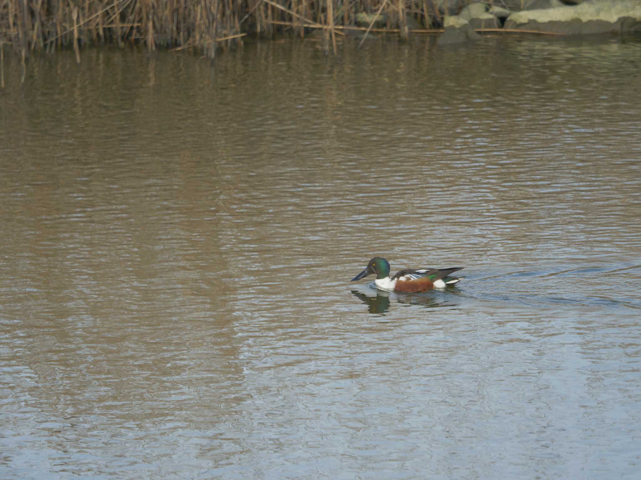 Photo of Northern Shoveler at Shinjiko Green Park by ひらも