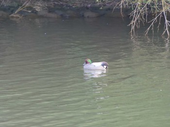 Falcated Duck Matsue Castle Fri, 4/2/2021