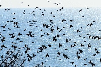 2021年4月7日(水) 禄剛崎の野鳥観察記録