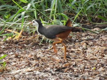 Wed, 4/7/2021 Birding report at Bang Phra Non-Hunting area