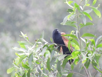 Lesser Coucal Bang Phra Non-Hunting area Wed, 4/7/2021