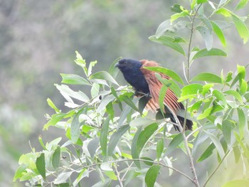 Lesser Coucal Bang Phra Non-Hunting area Wed, 4/7/2021