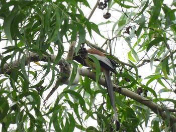 Rufous Treepie Bang Phra Non-Hunting area Wed, 4/7/2021