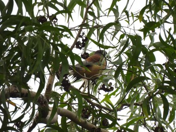 Rufous Treepie Bang Phra Non-Hunting area Wed, 4/7/2021