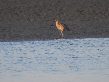 Wed, 4/7/2021 Birding report at 吉野川河口