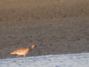 Far Eastern Curlew 吉野川河口 Wed, 4/7/2021