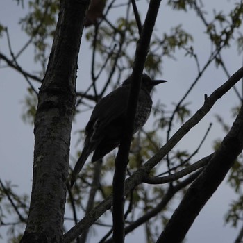 2021年4月6日(火) りょうぶの道(滋賀県草津市)の野鳥観察記録