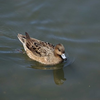 Eurasian Wigeon 三島池(滋賀県米原市) Wed, 4/7/2021