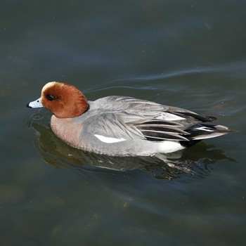 Eurasian Wigeon 三島池(滋賀県米原市) Wed, 4/7/2021