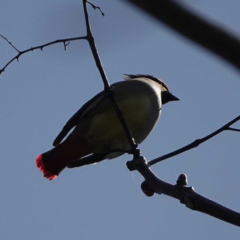 Japanese Waxwing 三島池(滋賀県米原市) Wed, 4/7/2021