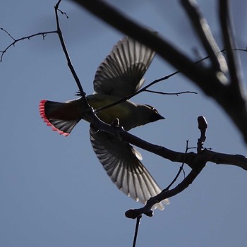 Japanese Waxwing 三島池(滋賀県米原市) Wed, 4/7/2021