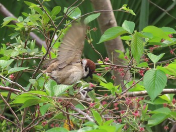 2021年4月8日(木) 大高緑地の野鳥観察記録