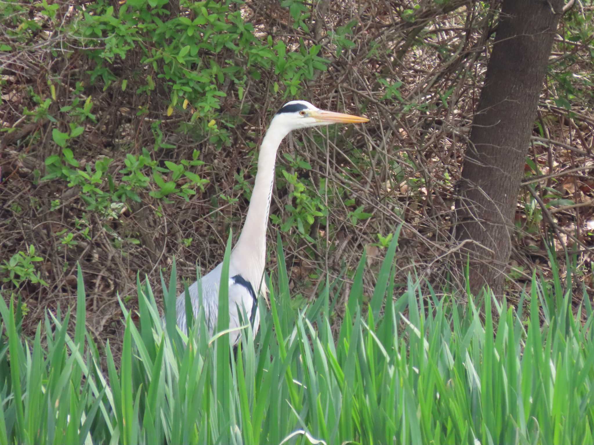 アオサギ