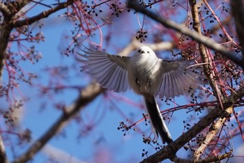 Long-tailed tit(japonicus) Asahiyama Memorial Park Wed, 12/16/2020