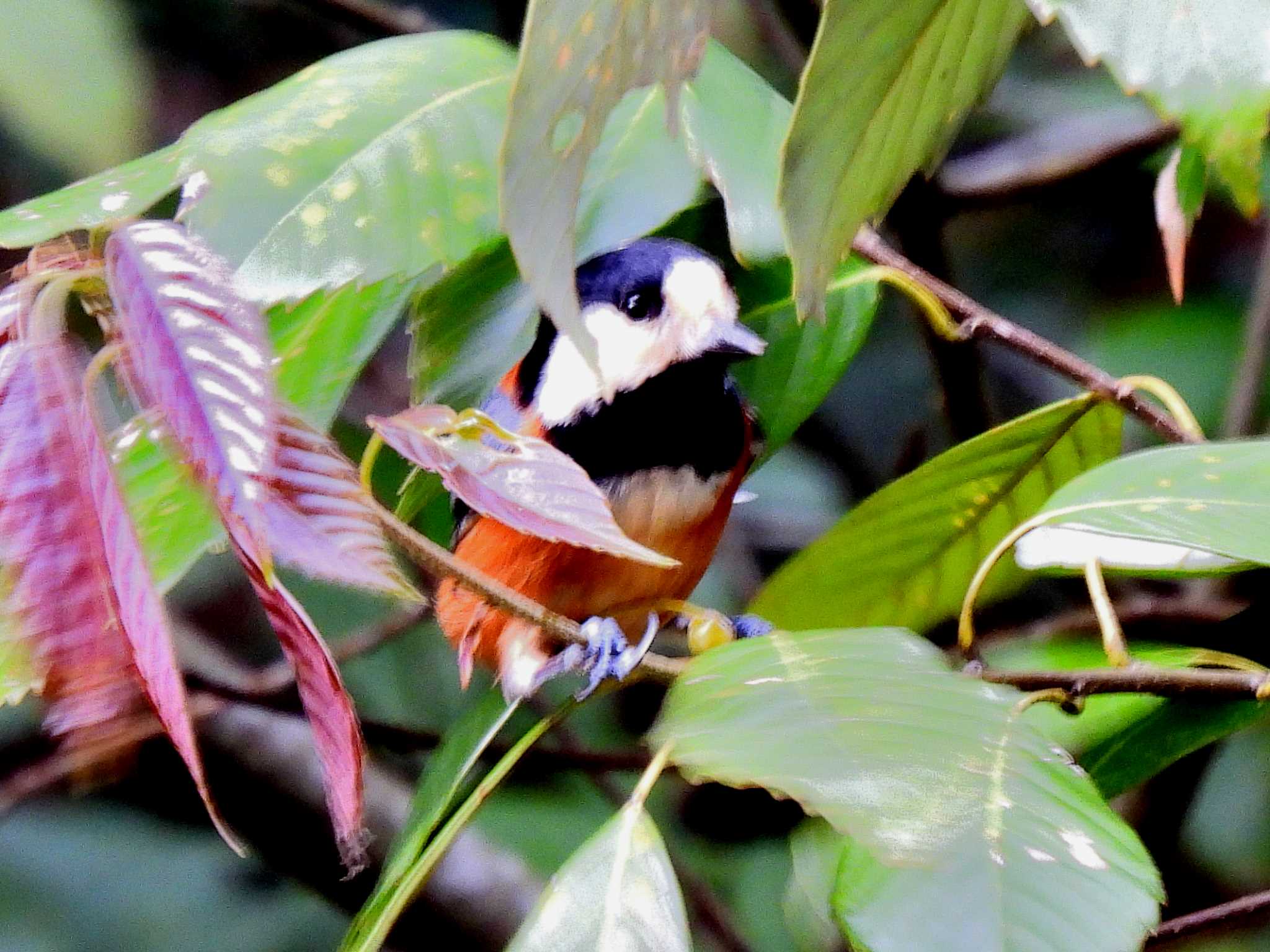 Photo of Varied Tit at 岩屋堂公園 by よつくん