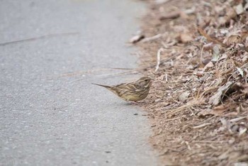 アオジ 守谷野鳥の森 2017年2月13日(月)